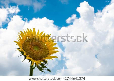 Sun flower in hot Japan summer blue sky