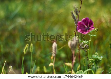 beautiful purple flower with green background on a summer day 