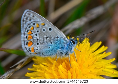 Bright blue little butterfly Common Blue sits on the yellow dandelion. Common Blue, Polyommatus icarus