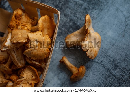 Chanterelle or girolle mushrooms (Cantharellus cibarius). Raw fresh chanterelles mushrooms. Fresh organic mushrooms. Fungi background texture. 