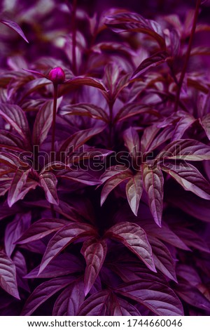 Dark purple background from fresh peony leaves.