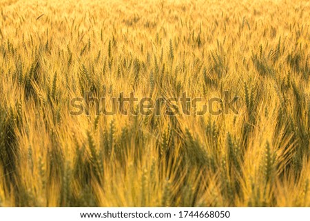 Wheat green field not ripened.Beautiful natural landscape at sunset. Rural landscape under bright sunlight.Collection concept