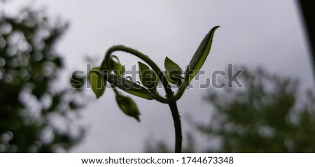 A thin sprout of honeysuckle in raindrops on a cloudy spring day.