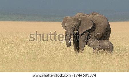 Elephant and calf both having a feed with blue background.  