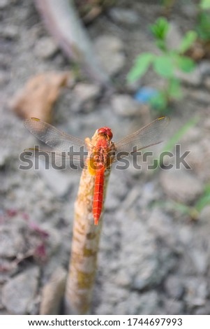 Red dragonfly picture beautiful pictures close up on plant leaf, animal insect macro, nature garden park