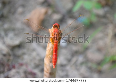 Red dragonfly picture beautiful pictures close up on plant leaf, animal insect macro, nature garden park