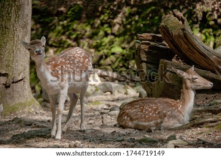 
pair of fawns in the woods