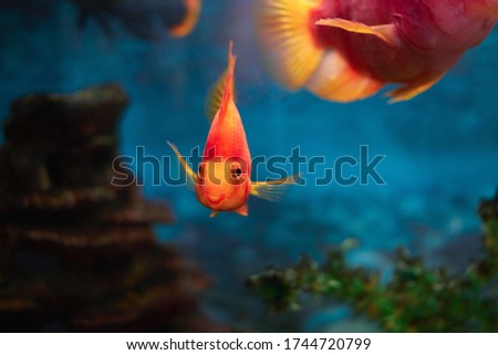 gold fish swims in an aquarium on a blue background