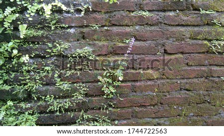 a brownish red brick wall and has overgrown with many wild plants and moss that makes the wall look more beautiful