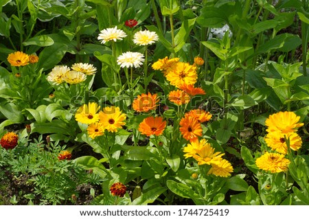 Colorful calendula (lat. Calendula officinalis) blooms in a flower bed in the garden