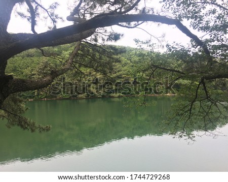 a forest beyond the reservoir