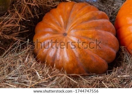 bright orange pumpkin lies on a hay closeup autumn symbol a whole vegetable