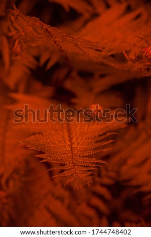 Red-orange leafy background. Fern leaves pattern. Texture for screensavers and wallpapers.