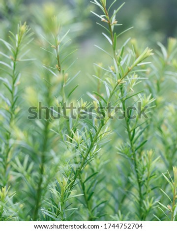 Green plants with a blurry background. Green vertical picture. 