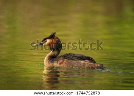 Wildlife scene with beautiful water bird with reflection on pond or river background