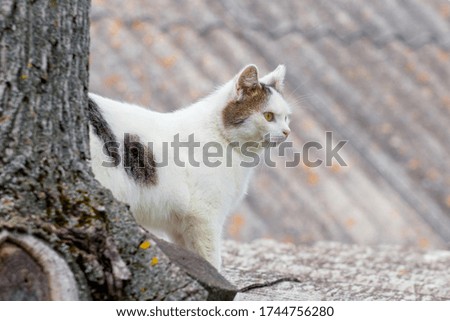 White spotted cat near a tree trunk on a roof background