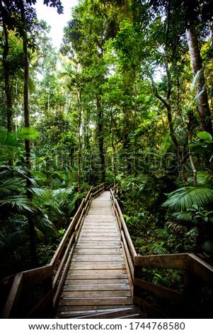 The famous Jindalba Boardwalk thru ancient rainforest in the Daintree region of Queensland, Australia Royalty-Free Stock Photo #1744768580
