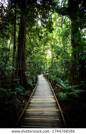 The famous Jindalba Boardwalk thru ancient rainforest in the Daintree region of Queensland, Australia Royalty-Free Stock Photo #1744768586