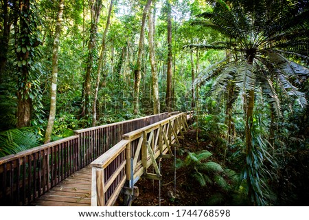 The famous Jindalba Boardwalk thru ancient rainforest in the Daintree region of Queensland, Australia Royalty-Free Stock Photo #1744768598