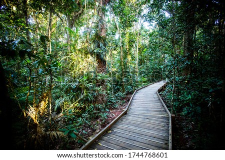 The famous Jindalba Boardwalk thru ancient rainforest in the Daintree region of Queensland, Australia Royalty-Free Stock Photo #1744768601