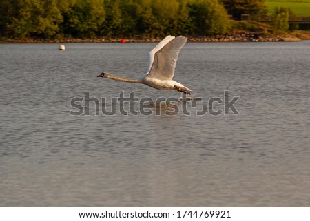 Mute swan on Harthill ponds taking off and flying around on a lovely May evening.