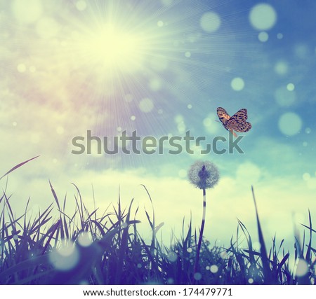 Butterfly and dandelion Royalty-Free Stock Photo #174479771