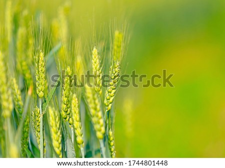 
Wheat growing in the wheat field