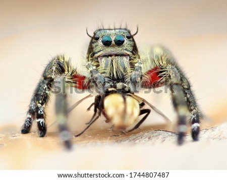 Hyllus diardi is a species of spider belonging to the family salticidae. Gender is distinguished by body colour. Hyllus with the catch of house flies.