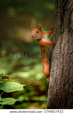 A squirrel is hanging on a tree trunk against a background of park greenery.