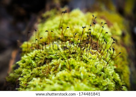 Green moss on tree trunk