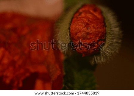 Big bud, petals and leaves of red poppy. Macro