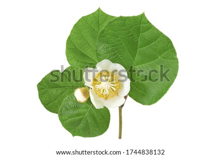 Beautiful fresh Kiwi blossoms and green leafs isolated on a white background. Royalty-Free Stock Photo #1744838132