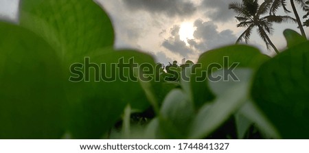 dark cloud and the green leaves