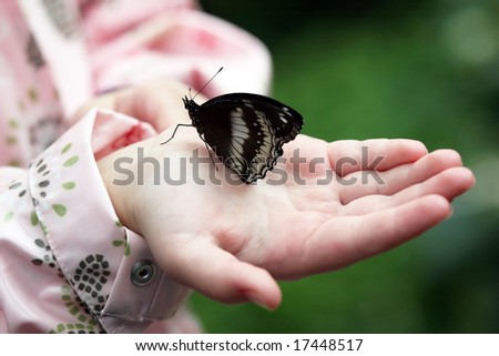 butterfly Royalty-Free Stock Photo #17448517