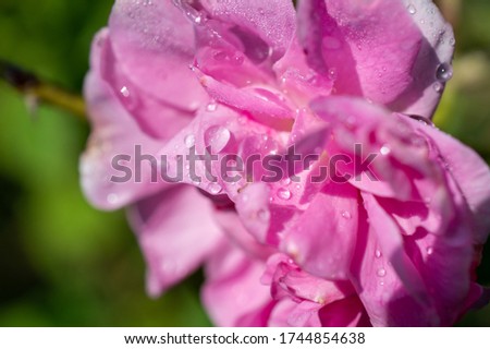 Oil-bearing rose. Close up of a damask rose with droplets.