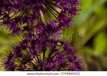 Two dark purple decorative Alium flowers. Plants grow in the private sector. Summer sunny day