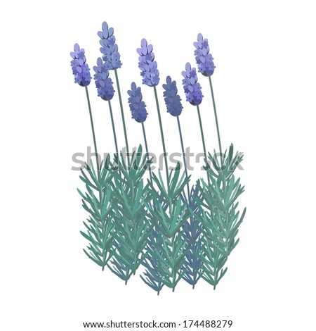 Lavender - vector