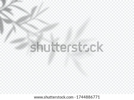 Vector Transparent Shadow of Tree Leaves. Decorative Design Element for Presentations and Mockups. Creative Overlay Effect Royalty-Free Stock Photo #1744886771