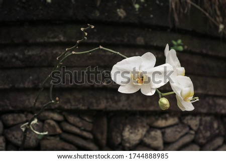 Picture of  white orchid flowers blooming in the garden. Macro. Orchid pattern. Orchid selective focused background
