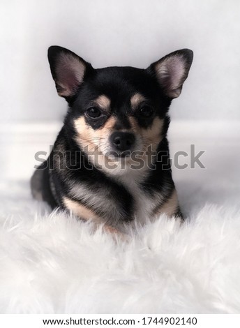 Adorable picture of a dog with a white background 