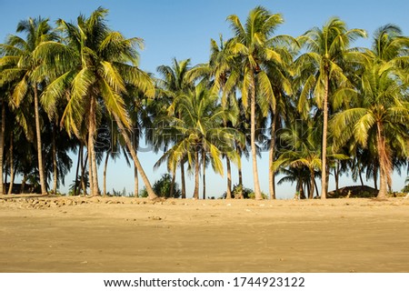 coconut tree in sea beach of Saint Martin Island in Indian ocean and coast of bay of bangal which is the last southern part of bagladesh 