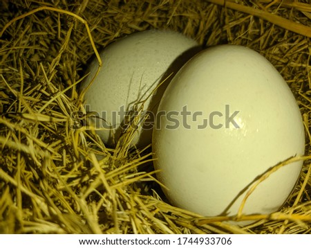 A closeup picture of the eggs laid by a poultry hen in her nest.