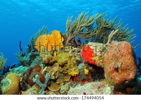 Corals against Surface, Cozumel, Mexico