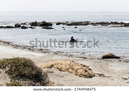 two walruses fighting in the water