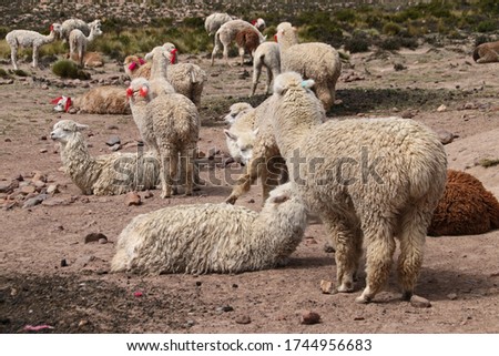 Llamas and alpacas in altiplano mountains. Andes, Peru