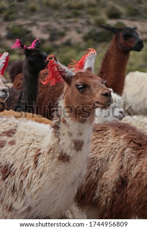 Llamas and alpacas in altiplano mountains. Andes, Peru