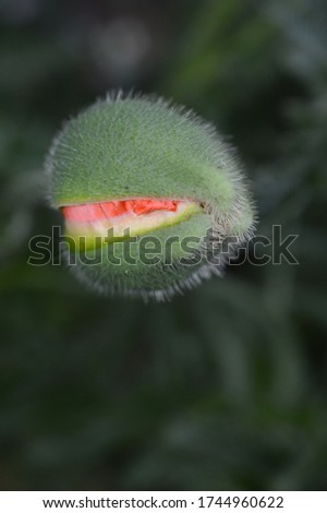 A beautiful poppy flower bud growing