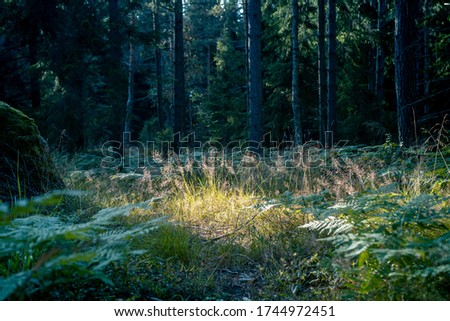 Illuminated patch of grassland with eagle ferns in the middle of the boreal coniferous forest. Pine tree trunks are visible in the shadow in the background. Boulder visible on the right lower corner.
