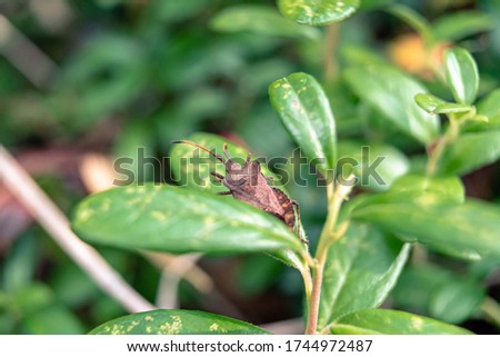 Close up of lingonberry shrub (Vaccinium vitis-idaea) with a bug on its leaves in a summer day. Macro photo of a brown bug crawling on a leaf in shallow focus.