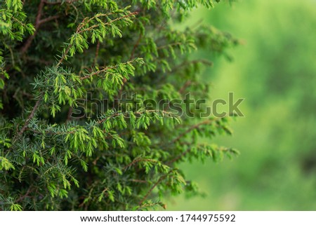 Juniperus communis, the common juniper, is a species of conifer in the family Cupressaceae. branches of common juniper (Juniperus communis) on a green blurred bokeh background. Royalty-Free Stock Photo #1744975592